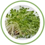 alfalfa