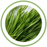 barley grass
