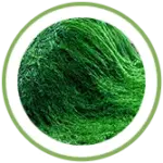 spirulina
